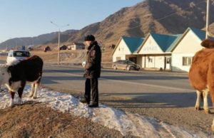 Из-за бесконтрольно разгуливающего скота в Онгудайском районе произошло свыше 30 ДТП Из-за бесконтрольно разгуливающего скота в Онгудайском районе произошло свыше 30 ДТП