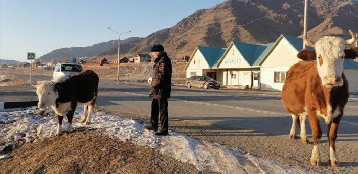 Из-за бесконтрольно разгуливающего скота в Онгудайском районе произошло свыше 30 ДТП