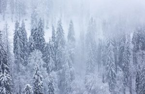 Снегопады и ослабление морозов ожидаются на Алтае