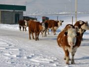 В правительстве обсудили основные проблемы сельхозотрасли Турчак назвал основные проблемы сельхозотрасли региона