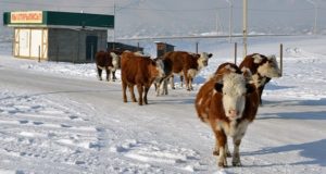 Турчак назвал основные проблемы сельхозотрасли региона