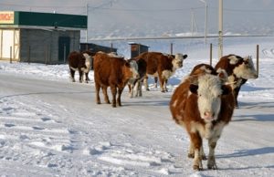 Турчак назвал основные проблемы сельхозотрасли региона