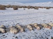 13 волков добыли в Кош-Агачском районе в новогодние праздники 13 волков добыли в Кош-Агачском районе в новогодние праздники