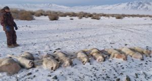13 волков добыли в Кош-Агачском районе в новогодние праздники 13 волков добыли в Кош-Агачском районе в новогодние праздники