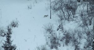 Из-за снегопадов косули в Алтайском заповеднике спускаются с гор к озеру Из-за снегопадов косули в Алтайском заповеднике спускаются с гор к озеру
