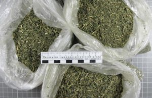 Прятал в бане почти 2 кг марихуаны Прятал в бане почти 2 кг марихуаны