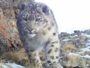 На Алтае начался ежегодный учет снежных барсов На Алтае начался ежегодный учет снежных барсов