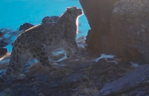 Доминантный самец снежного барса Хан прогулялся по Алтаю на 100 километров