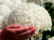 Причины популярности древовидной гортензии в России