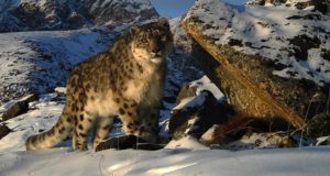 Альпинистов и горных туристов научат искать следы снежного барса