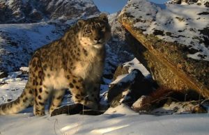 Альпинистов и горных туристов научат искать следы снежного барса Альпинистов и горных туристов научат искать следы снежного барса