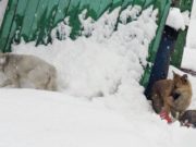 Безнадзорные собаки: кто виноват и что делать?