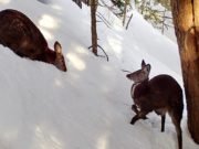 Встреча самца и самки кабарги попала на камеры в Алтайском заповеднике