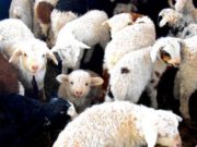 Окотная кампания началась в Республике Алтай