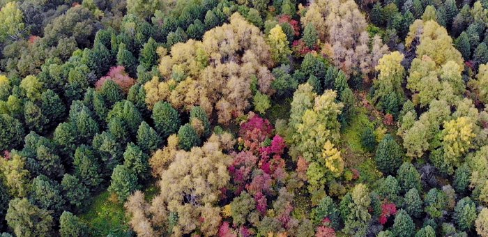 В этом году пройдет лесоустройство в Турочакском и Чойском районах