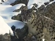В Катон-Карагайском природном парке фотоловушки впервые сняли снежного барса В Катон-Карагайском природном парке фотоловушки впервые сняли снежного барса