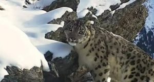 В Катон-Карагайском природном парке фотоловушки впервые сняли снежного барса