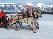В Усть-Коксинском районе прошли соревнования по конному спорту