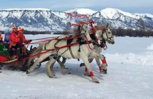 В Усть-Коксинском районе прошли соревнования по конному спорту В Усть-Коксинском районе прошли соревнования по конному спорту