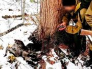 Житель Балыкчи, добывавший краснокнижную кабаргу в заповеднике, получил условный срок Житель Балыкчи, добывавший краснокнижную кабаргу в заповеднике, получил условный срок