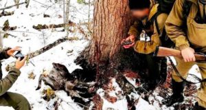 Житель Балыкчи, добывавший краснокнижную кабаргу в заповеднике, получил условный срок Житель Балыкчи, добывавший краснокнижную кабаргу в заповеднике, получил условный срок