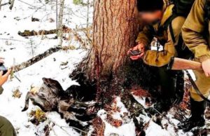 Житель Балыкчи, добывавший краснокнижную кабаргу в заповеднике, получил условный срок Житель Балыкчи, добывавший краснокнижную кабаргу в заповеднике, получил условный срок