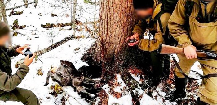 Житель Балыкчи, добывавший краснокнижную кабаргу в заповеднике, получил условный срок