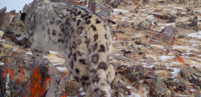 В Горном Алтае обнаружили новый очаг обитания снежного барса
