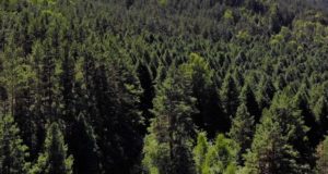 На Алтае перевыполнили план по восстановлению лесов