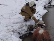 Пожарные Улагана спасли корову из ледяной реки Пожарные Улагана спасли корову из ледяной реки