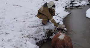 Пожарные Улагана спасли корову из ледяной реки Пожарные Улагана спасли корову из ледяной реки