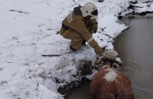 Пожарные Улагана спасли корову из ледяной реки Пожарные Улагана спасли корову из ледяной реки