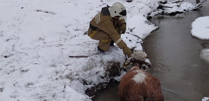 Пожарные Улагана спасли корову из ледяной реки