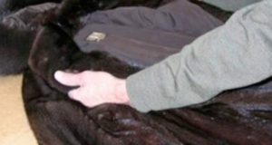 По курьезному случаю с кражей шубы вынесен нешуточный приговор: два года строгого режима По курьезному случаю с кражей шубы вынесен нешуточный приговор: два года строгого режима