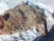 Самка ирбиса два года нападает на домашний скот в Кош-Агачском районе Самка ирбиса два года нападает на домашний скот в Кош-Агачском районе