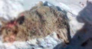 Самка ирбиса два года нападает на домашний скот в Кош-Агачском районе Самка ирбиса два года нападает на домашний скот в Кош-Агачском районе