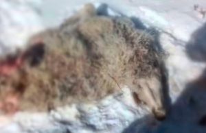 Самка ирбиса два года нападает на домашний скот в Кош-Агачском районе