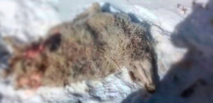 Самка ирбиса два года нападает на домашний скот в Кош-Агачском районе