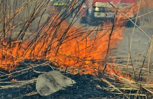 Пожароопасный сезон начался в Республике Алтай