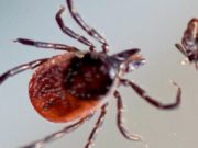 Житель Кош-Агачского района заболел сибирским клещевым тифом Житель Кош-Агачского района заболел сибирским клещевым тифом