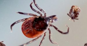 Житель Кош-Агачского района заболел сибирским клещевым тифом Житель Кош-Агачского района заболел сибирским клещевым тифом