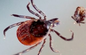 Житель Кош-Агачского района заболел сибирским клещевым тифом