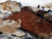 В обстоятельствах падежа скота в Усть-Коксинском районе разбирается прокуратура В обстоятельствах падежа скота в Усть-Коксинском районе разбирается прокуратура