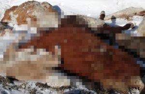В обстоятельствах падежа скота в Усть-Коксинском районе разбирается прокуратура В обстоятельствах падежа скота в Усть-Коксинском районе разбирается прокуратура