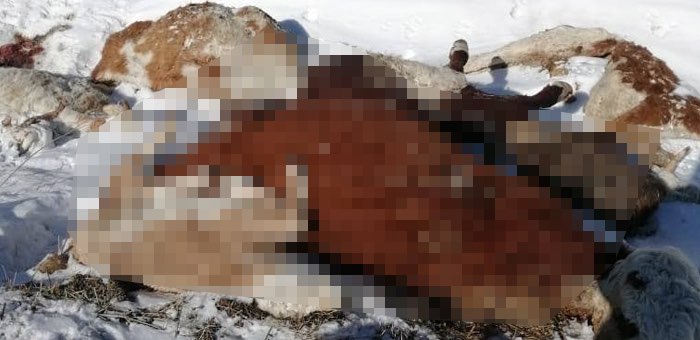 В обстоятельствах падежа скота в Усть-Коксинском районе разбирается прокуратура