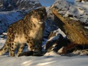 Сарычат-Эрташский заповедник и Сайлюгемский парк обменялись опытом в сохранении снежного барса