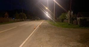 Мотоциклистка поздно вечером сбила лошадь Мотоциклистка поздно вечером сбила лошадь