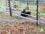 Первый Центр по реабилитации медвежат-сирот на Алтае приютил Мишку и Машку Первый Центр по реабилитации медвежат-сирот на Алтае приютил Мишку и Машку