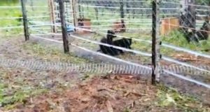 Первый Центр по реабилитации медвежат-сирот на Алтае приютил Мишку и Машку