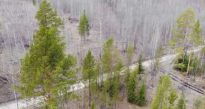 В Республике Алтай все готово к проведению полевых лесоустроительных работ